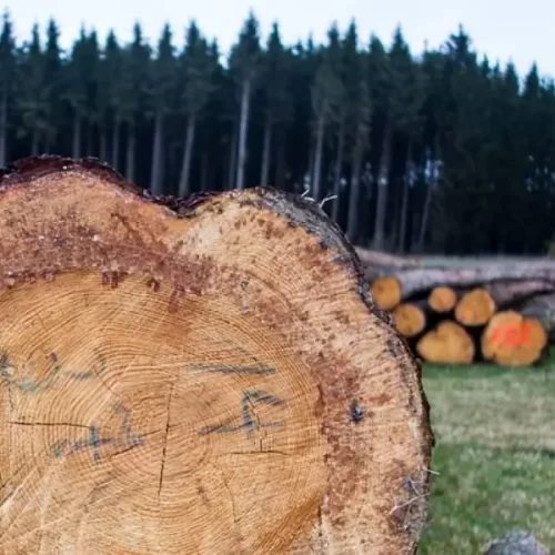 Artigo madeiras da semana acadêmica